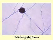 Grybeliai 9 puslapis