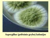 Grybeliai 10 puslapis