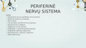 Gamtamokslinis pranešimas: periferinė nervų sistema 2 puslapis