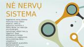Gamtamokslinis pranešimas: periferinė nervų sistema 11 puslapis