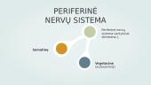 Gamtamokslinis pranešimas: periferinė nervų sistema 9 puslapis