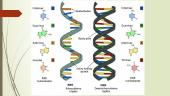 Nukleorūgštys ir transliacija 3 puslapis