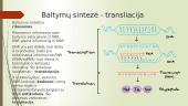 Nukleorūgštys ir transliacija 6 puslapis
