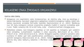 Kolagenas  14 puslapis