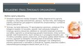 Kolagenas  15 puslapis