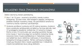 Kolagenas  17 puslapis