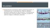 Kolagenas  8 puslapis