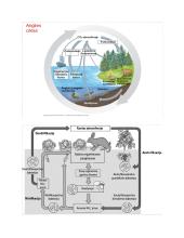 Ekologija (biologijos konspektas) 3 puslapis
