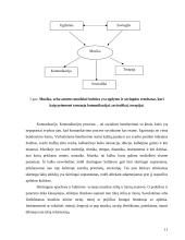 Lotynų Amerikos Muzikos sklaida Lietuvoje 11 puslapis