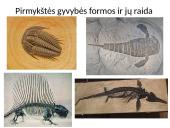 Evoliucija – Mokslas apie gyvosios gamtos vystymąsi 11 puslapis