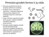 Evoliucija – Mokslas apie gyvosios gamtos vystymąsi 8 puslapis