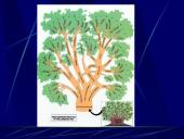 Indoeuropiečių kalbų šeima (skaidrės) 2 puslapis