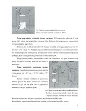 Ikebanos stilius 12 puslapis