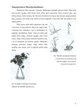 Ikebanos stilius 14 puslapis