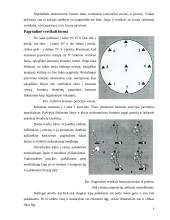 Ikebanos stilius 6 puslapis