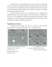 Ikebanos stilius 7 puslapis