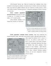 Ikebanos stilius 9 puslapis