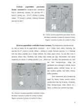 Ikebanos stilius 10 puslapis