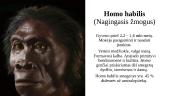 Žmogaus evoliucija (skaidrės) 4 puslapis