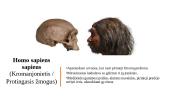 Žmogaus evoliucija (skaidrės) 8 puslapis
