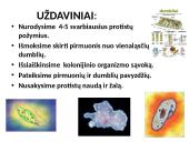 Protistai (skaidrės) 2 puslapis
