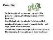 Protistai (skaidrės) 11 puslapis