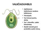 Protistai (skaidrės) 12 puslapis