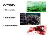 Protistai (skaidrės) 13 puslapis