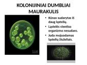 Protistai (skaidrės) 14 puslapis