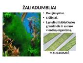 Protistai (skaidrės) 15 puslapis