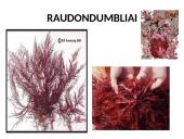 Protistai (skaidrės) 16 puslapis