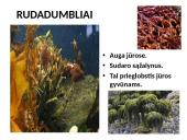 Protistai (skaidrės) 17 puslapis