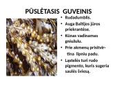 Protistai (skaidrės) 18 puslapis