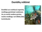 Protistai (skaidrės) 19 puslapis