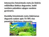 Protistai (skaidrės) 20 puslapis