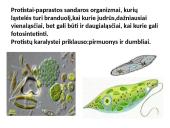 Protistai (skaidrės) 3 puslapis