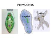 Protistai (skaidrės) 4 puslapis