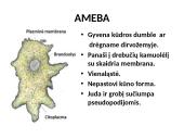 Protistai (skaidrės) 6 puslapis