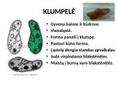 Protistai (skaidrės) 7 puslapis