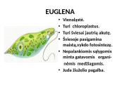 Protistai (skaidrės) 8 puslapis