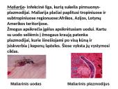 Protistai (skaidrės) 10 puslapis