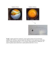 Ląstelės dydis. Laboratorinis darbas 2 puslapis