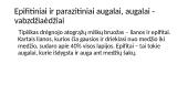 Atogrąžų miškai 6 puslapis