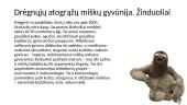 Atogrąžų miškai 7 puslapis