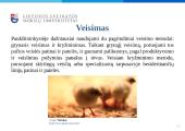Dekoratyvinių vištų auginimas, jų panaudojimo galimybės žmonių reabilitacijai ir rekreacijai  14 puslapis