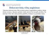 Dekoratyvinių vištų auginimas, jų panaudojimo galimybės žmonių reabilitacijai ir rekreacijai  5 puslapis