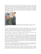 Arabų ir Izraelio konfliktas XX a. 2 puslapis