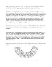 Muzikos istorijos pristatymas 4 puslapis