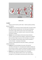 Lytinis dauginimasis 5 puslapis