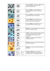 Lytinis dauginimasis 7 puslapis